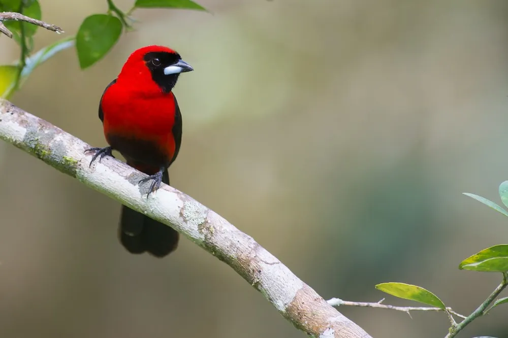 Investigadores descubren en estado amazónico especie de ave número 1,426 en Venezuela