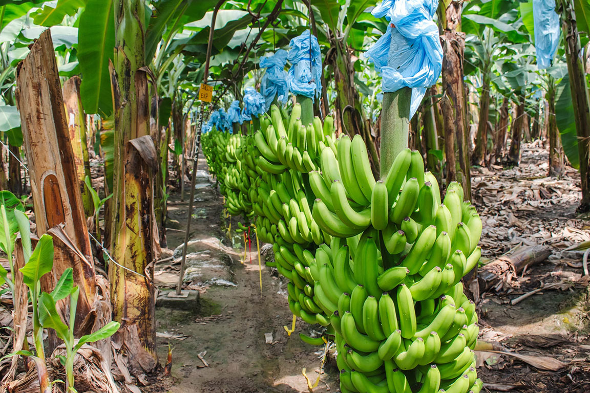 La plataforma ayudará a mejorar el monitoreo de cultivos de banano y plátano. / Foto: MAGA.