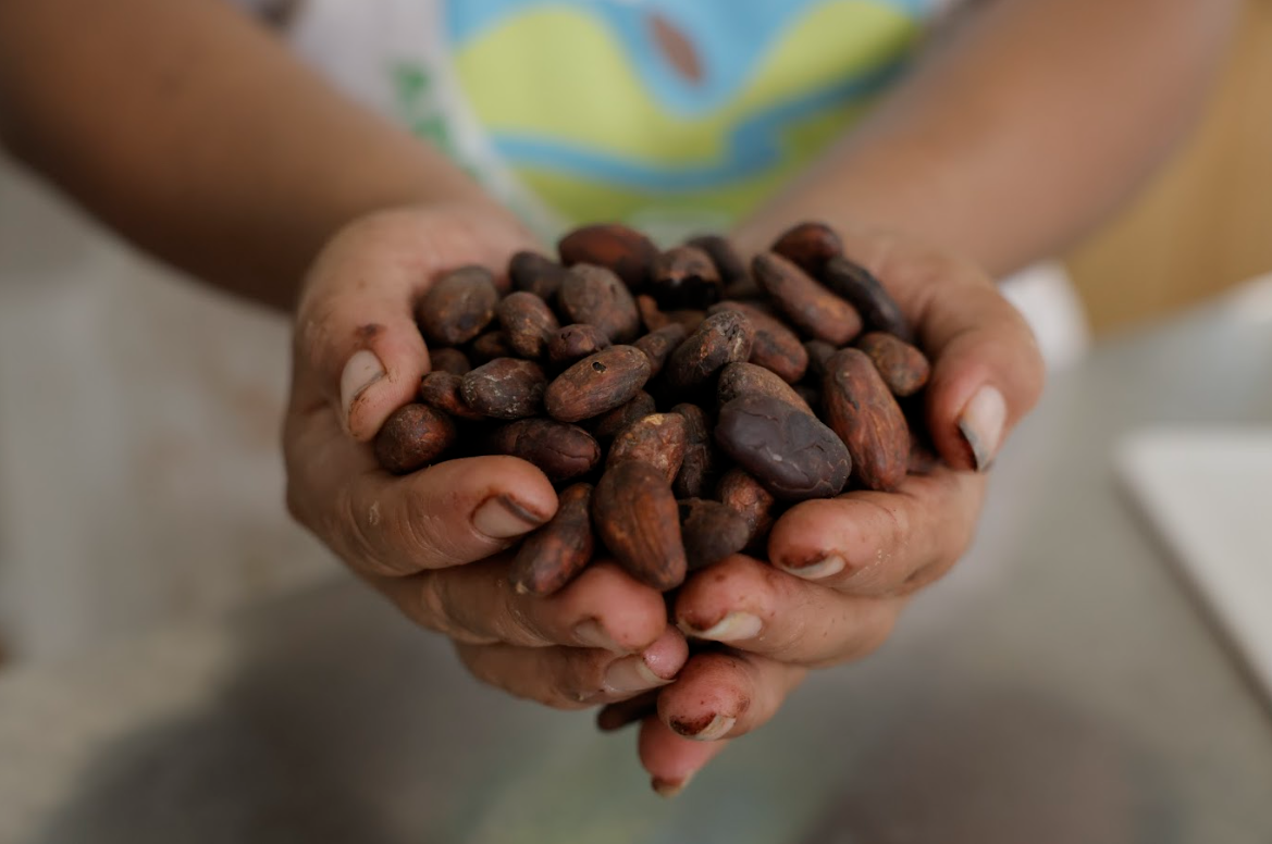 Cacao cosechado y tratado en Guatemala. / Foto: Alex Jacinto.