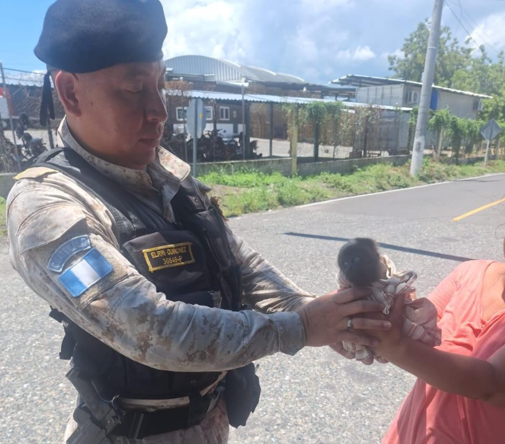 Conap resguarda a cría de mono aullador. / Foto: PNC.