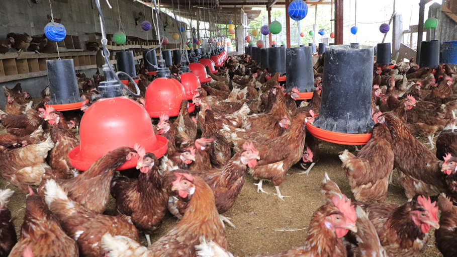 La vigilancia, que incluyó muestreo activo y pasivo, se extendió a unidades de producción avícola. / Foto: MAGA
