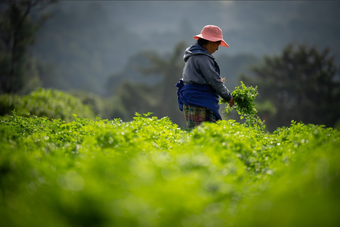 El programa Crédito Tob’anik representa una oportunidad significativa para los productores. / Foto: Álvaro Interiano.