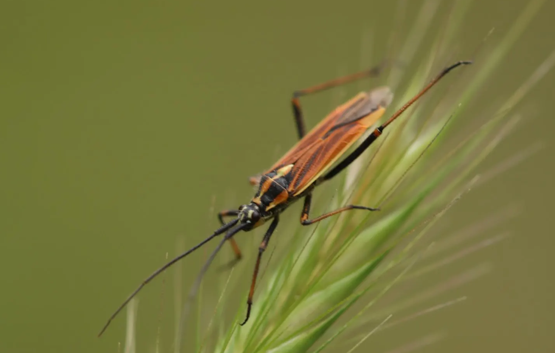 Ministerio de Salud comparte información sobre la prevención de la enfermedad de Chagas. (Foto: MSPAS)