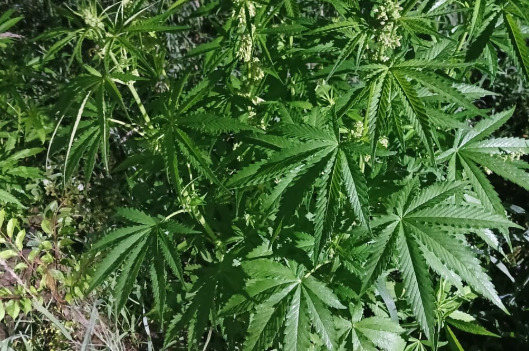 19 mil 600 matas de marihuana fueron erradicadas. / Foto: PNC