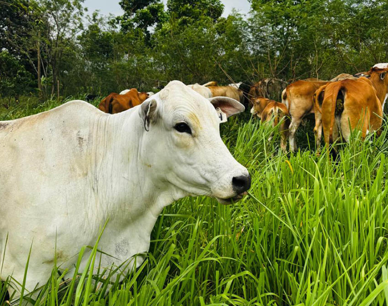 Petén lidera modelo de ganadería sostenible sin deforestación en Guatemala