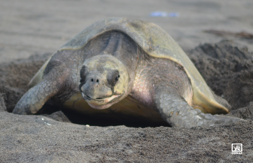 Conap llama a la protección de las tortugas marinas y sus huevos. (Fotos: Conap)