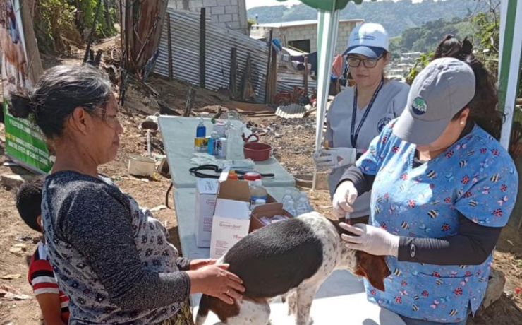 Esta atención fue clave para garantizar la salud de las mascotas y animales productivos. / Foto: MAGA.