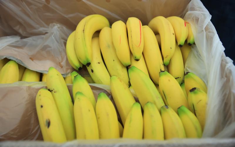El hongo fusarium representa una amenaza para la producción de banano en Guatemala y la región. / Foto: MAGA.
