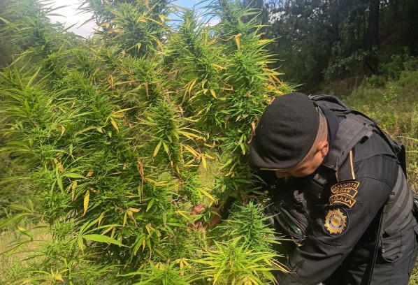 PNC erradica plantación de marihuana valorada en más de 900 mil quetzales