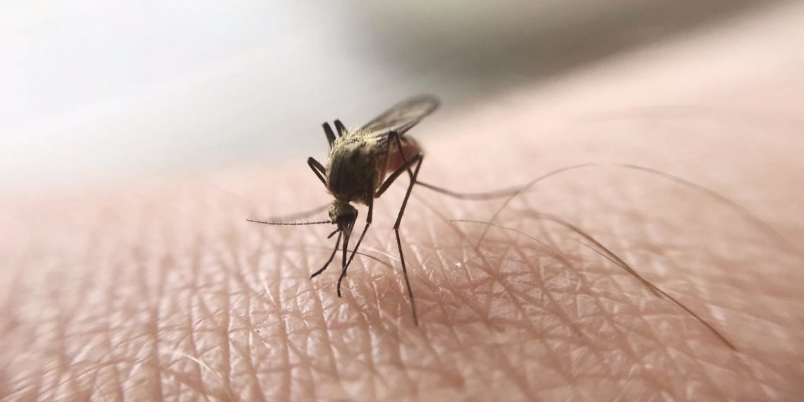 Identifican 250 proteínas en sangre que pueden revelar la gravedad de la malaria