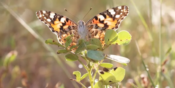Algunas mariposas pueden oler a otras de la misma especie e identificarse entre sí