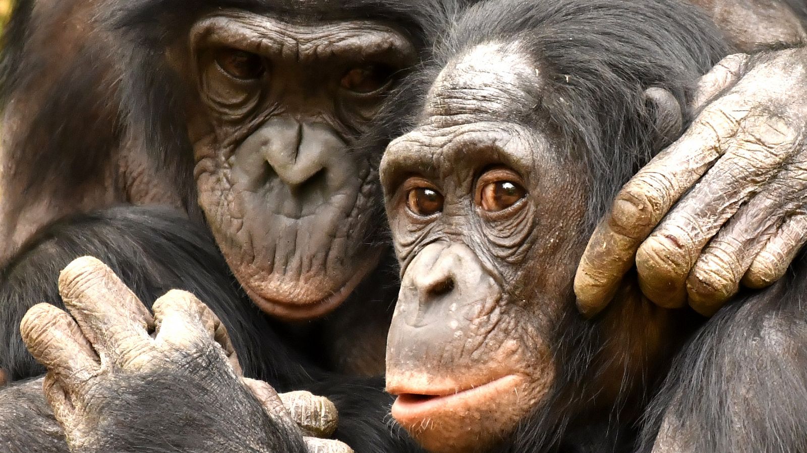 El macho alfa no siempre manda, al menos entre los primates