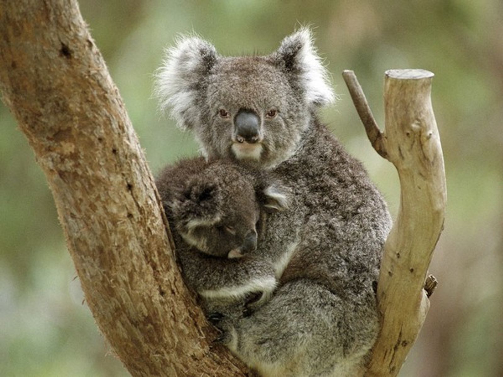 Los koalas solo pasan 10 minutos al día en el suelo, y es cuando la mayoría muere
