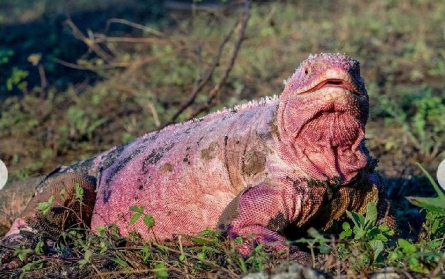 Hallan en Galápagos a dos crías de iguana rosada, especie en peligro crítico de extinción