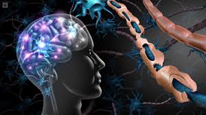 La ciencia desentraña misterio proteico detrás de enfermedades neurodegenerativas. / Imagen: Top Doctors.