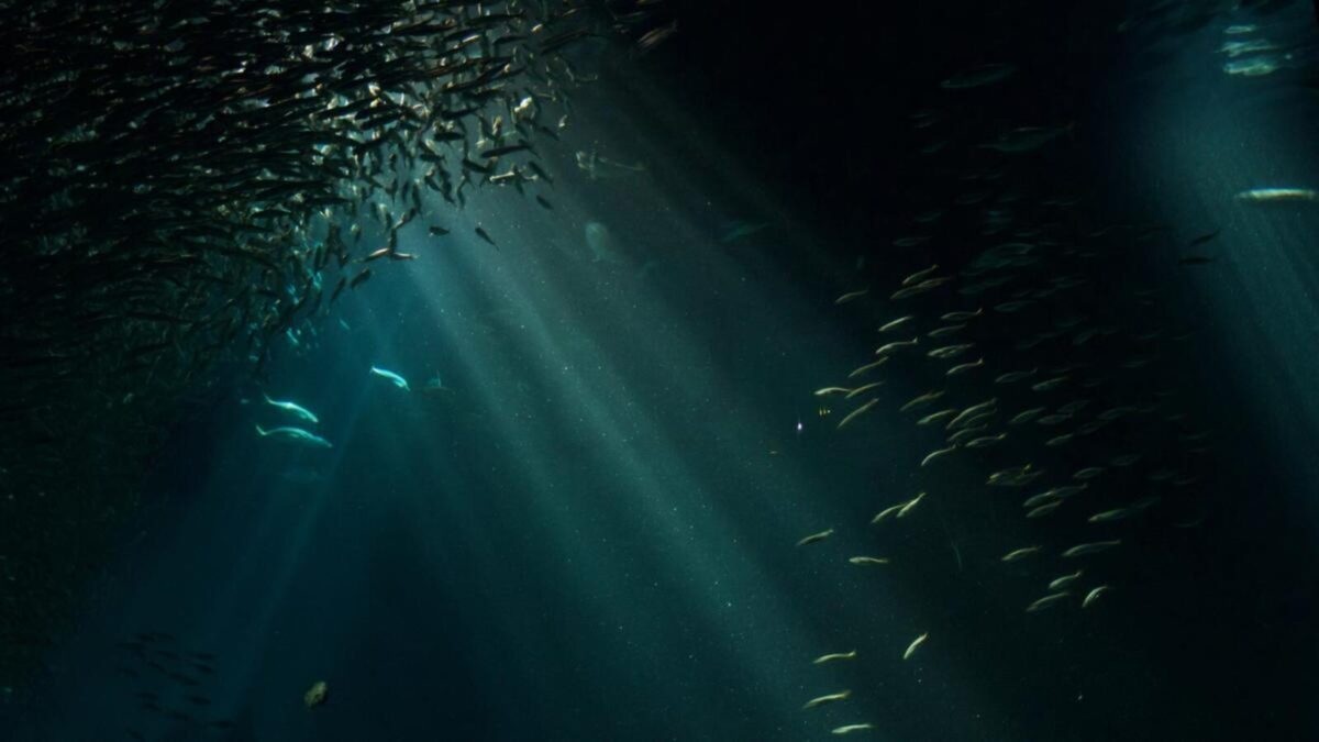 Si especies de peces tan abundantes pueden desaparecer, muchas otras también están en riesgo, advirte investigador.