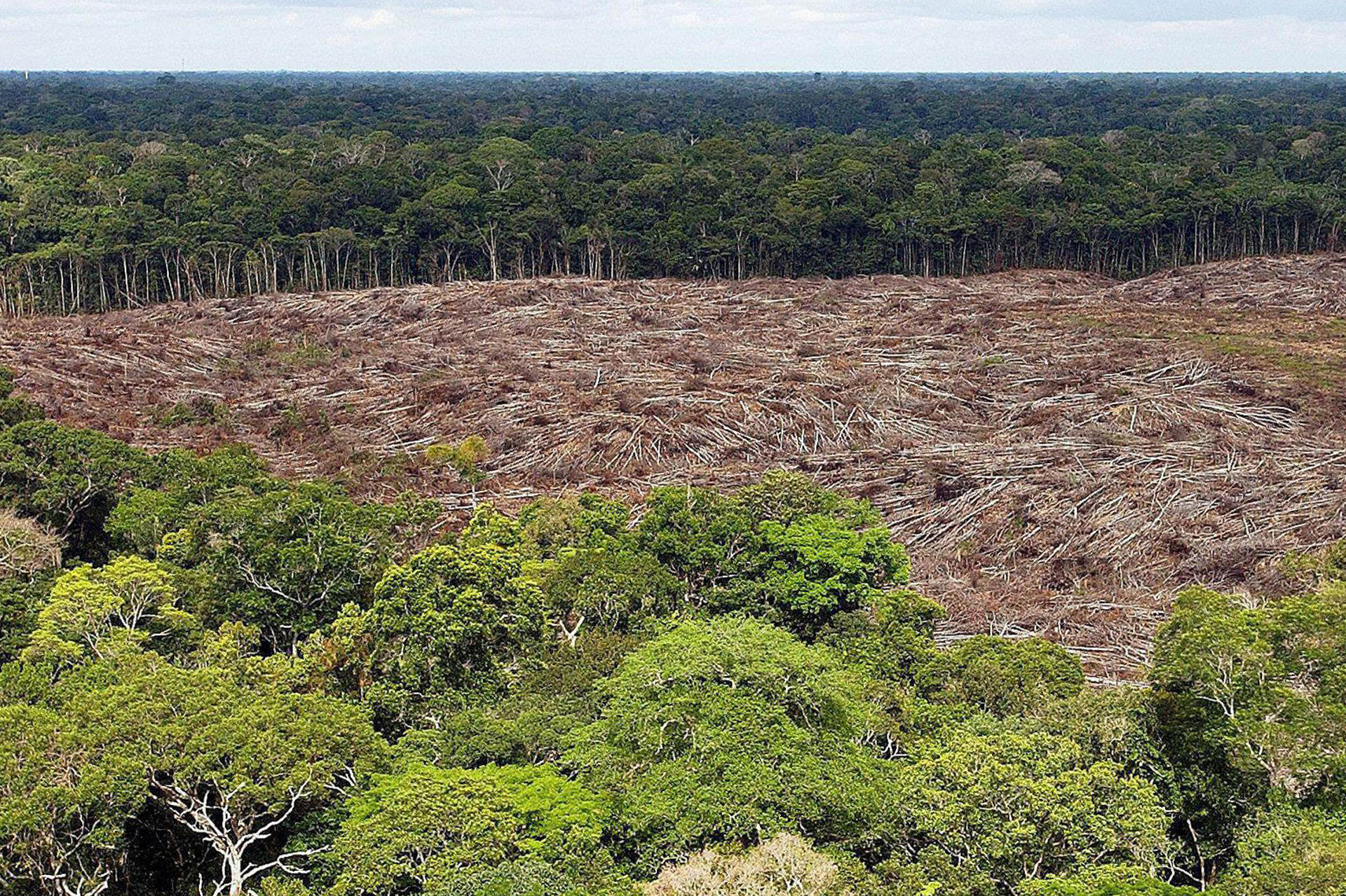 Imagen del 28 de noviembre de 2013 de árboles talados en la selva amazónica (Brasil). Foto: Archivo EFE.