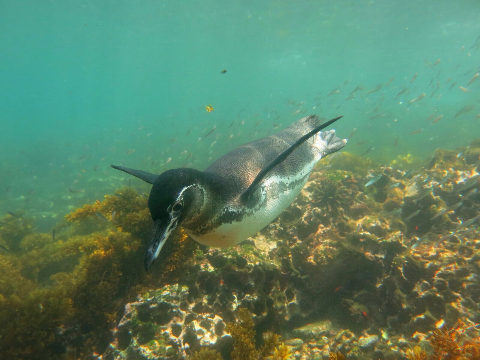 Más de medio siglo de monitoreo revela sorprendente resiliencia de pingüino de Galápagos