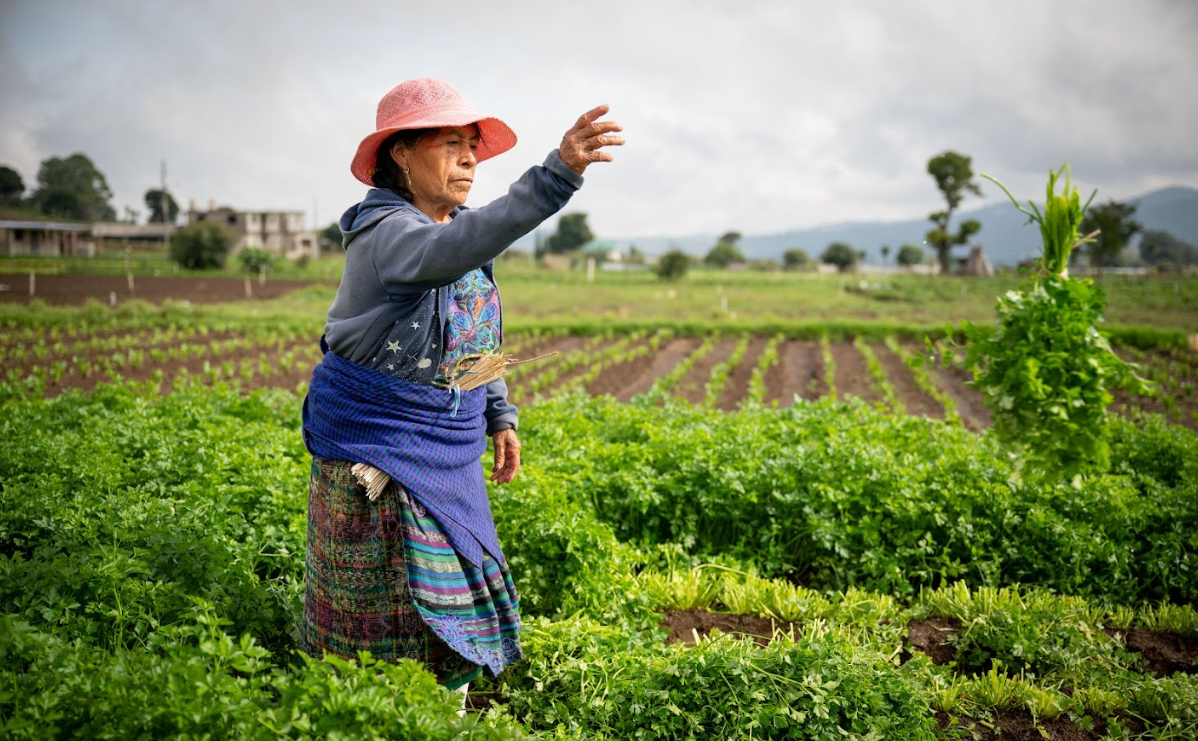 Pequeños y medianos productores pueden acceder al Crédito Tob'anik. / Foto: Álvaro Interiano.