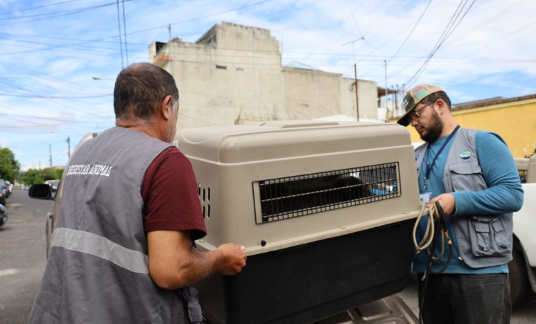 UBA brinda atención veterinaria y de rehabilitación a los animales decomisados./Foto; MAGA.