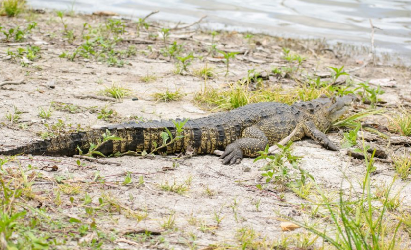 El llamado del Conap es claro: la convivencia entre humanos y fauna silvestre depende del respeto mutuo y de la adopción de medidas preventivas. / Foto: Conap.