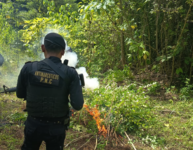 PNC logra la erradicación de 19 mil plantaciones ilícitas en Petén