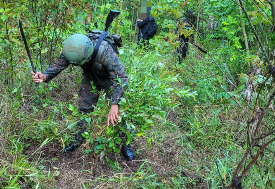 Ejército erradica 56 mil arbustos de coca en Petén durante operación Huracán de Fuego