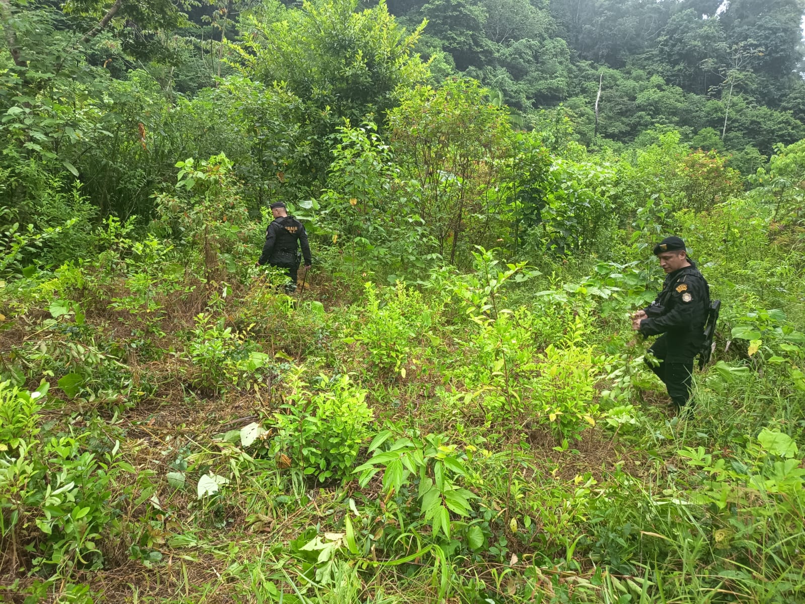 Lucha contra el narcotráfico logra erradicación de 14 mil plantas ilícitas en Petén. / Fotos: PNC.