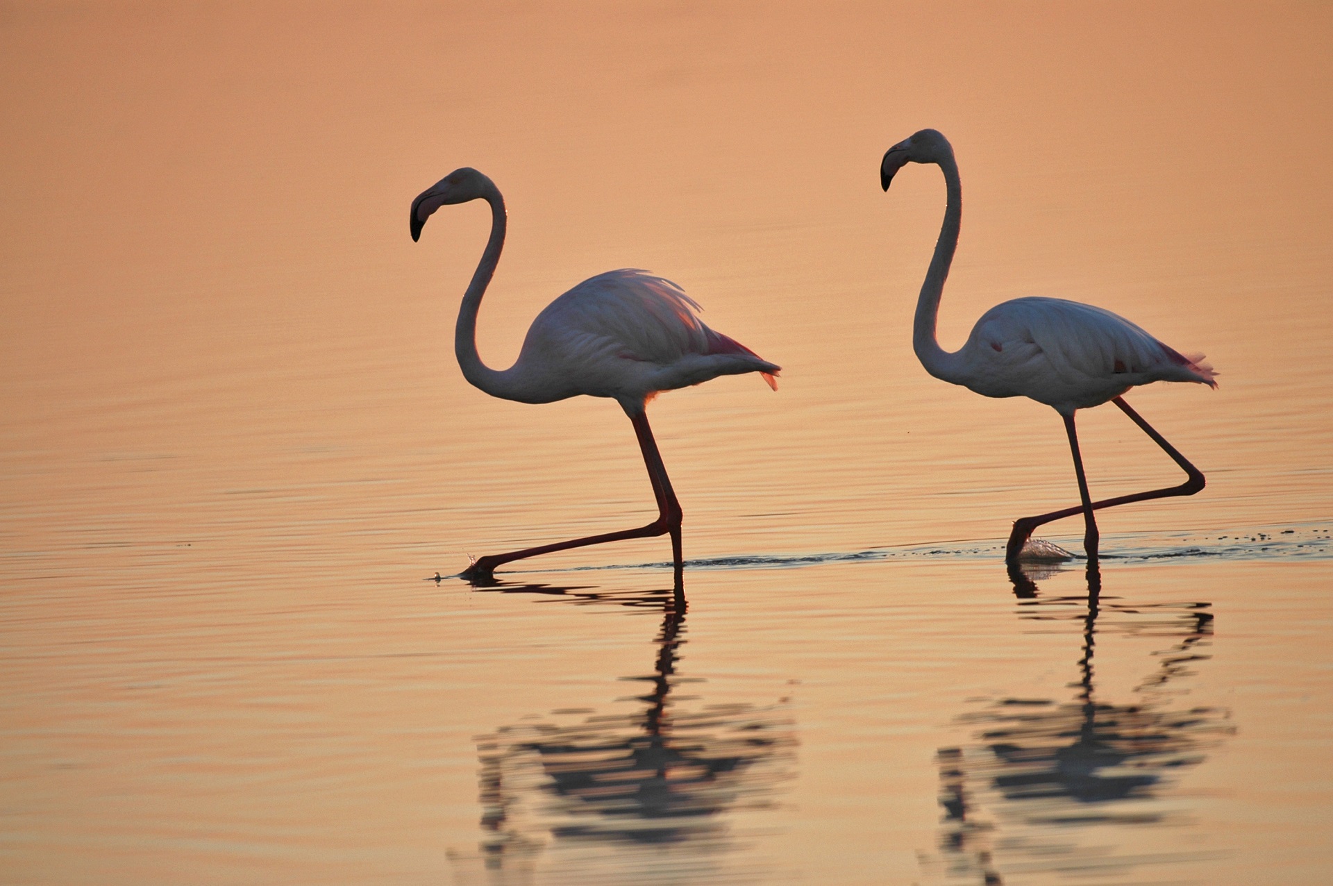 Los flamencos rosa que no migran envejecen más rápido