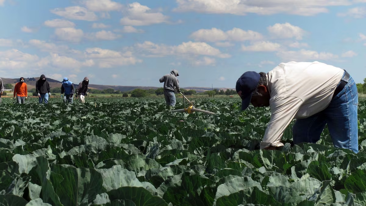 El presidente de EE. UU. Donald Trump, aseguró que está creando regulaciones para evitar la pérdida de agricultores migrantes.