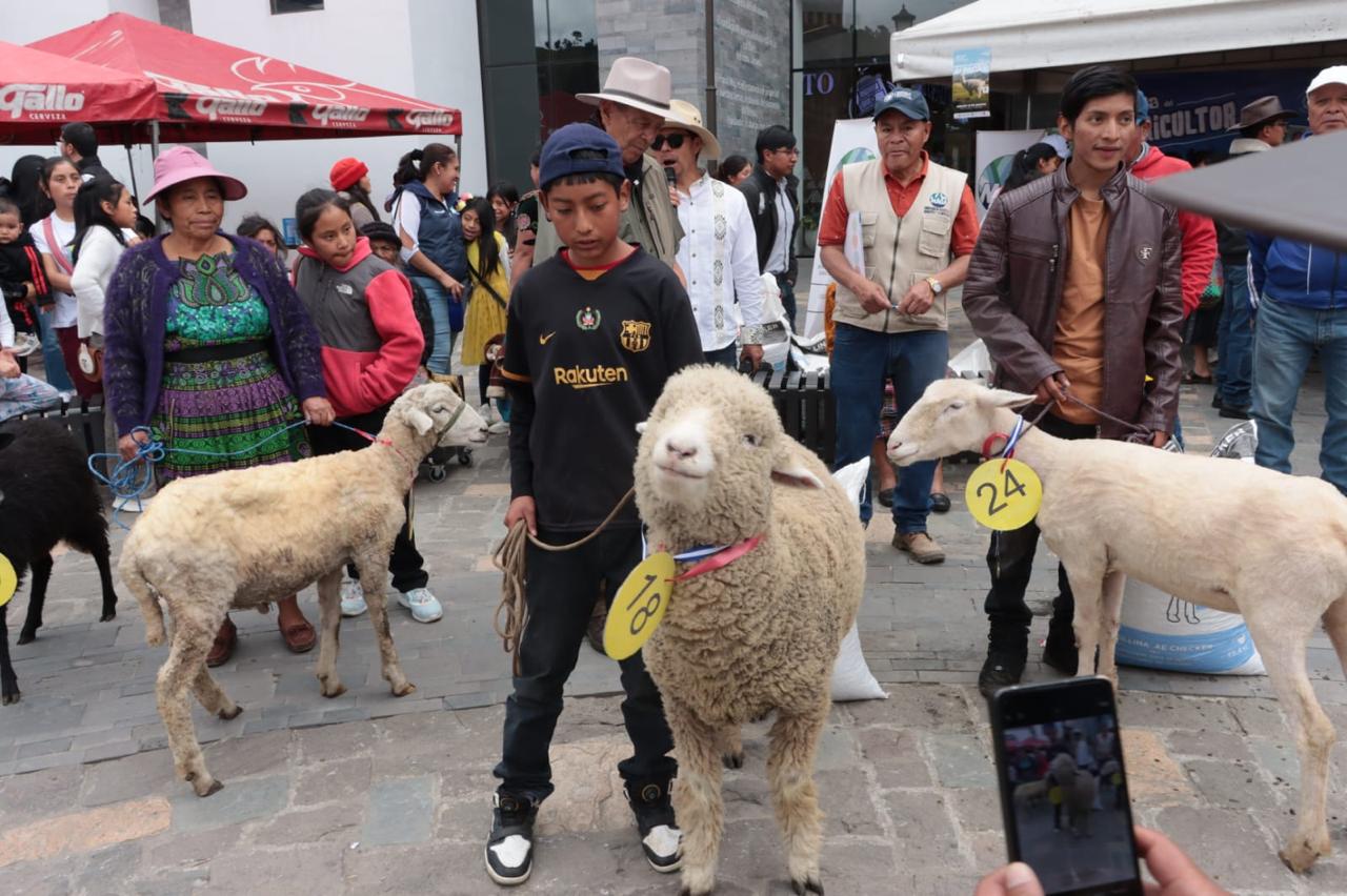 El proceso de crianza requiere paciencia y disciplina, ya que los animales necesitan cuidados específicos en su alimentación y en la higiene de los apriscos para evitar enfermedades. / Foto: MAGA.