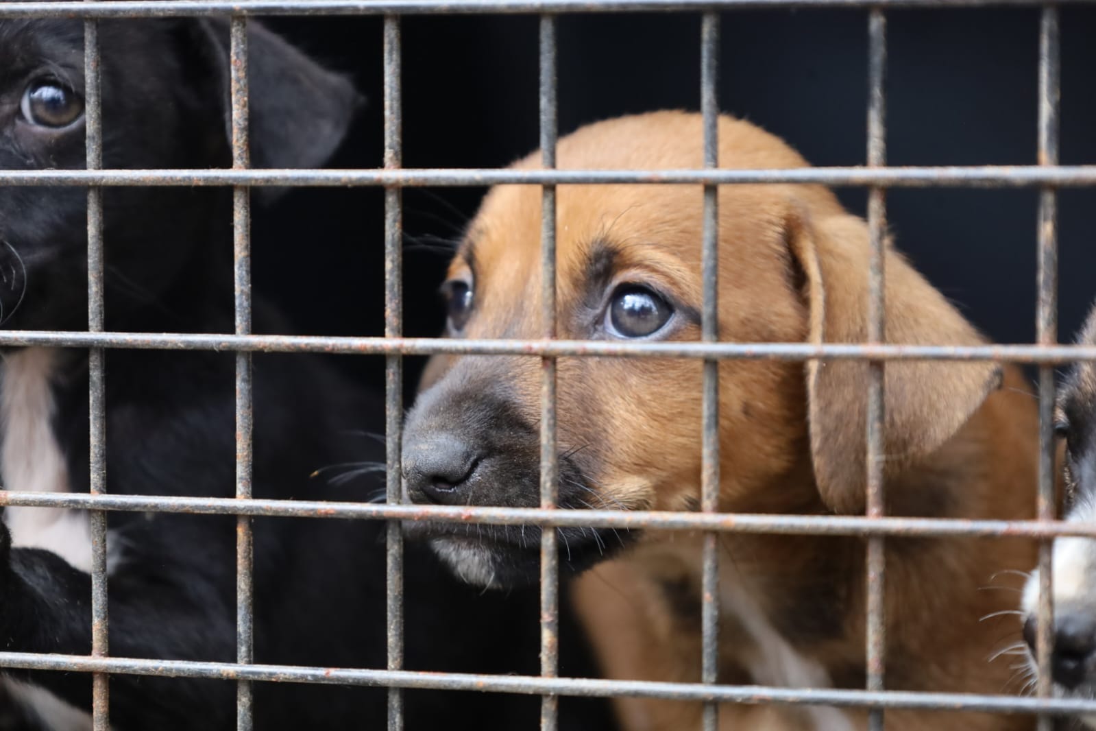 Una vez rehabilitados, los 13 perros serán puestos en adopción mediante una asociación protectora de animales que esté legalmente registrada ante la Unidad. / Foto: MAGA.