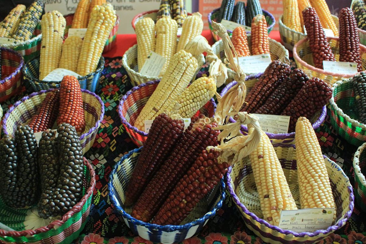 Guatemala honra al maíz: herencia ancestral y pilar de la alimentación