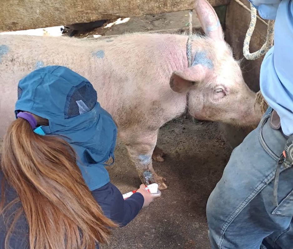 MAGA refuerza acciones contra el gusano barrenador con más de 9 mil animales inspeccionados