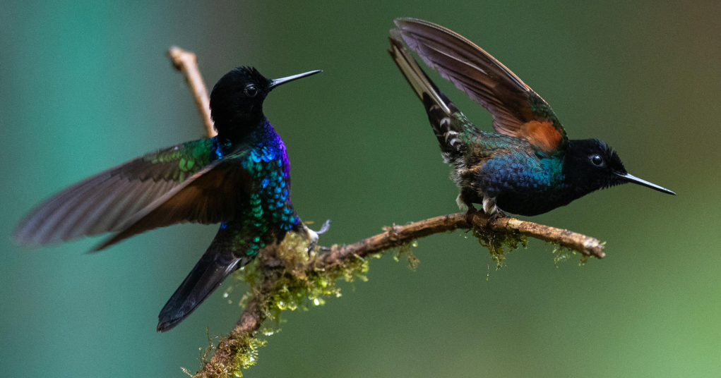 Episodios de calor amenazan las poblaciones de aves