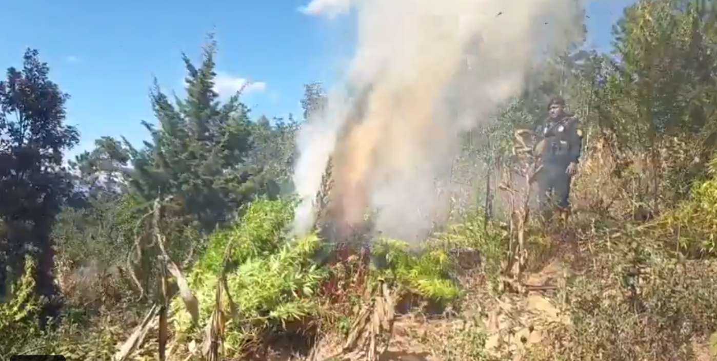 Destruyen plantación de marihuana en Totonicapán. / Foto: PNC.