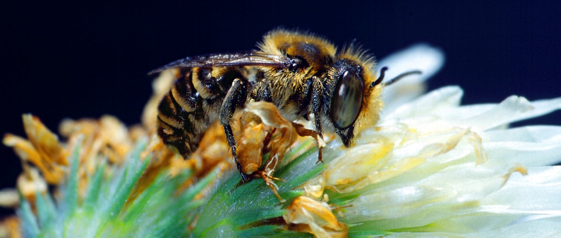 Las abejas son parte importante de los polinizadores que aportan a la productividad de la agricultura. / Foto: FAO.