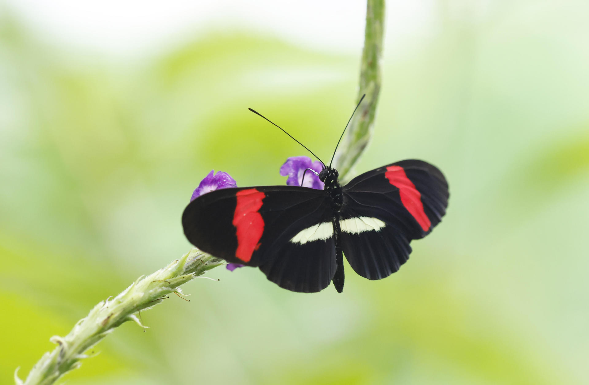 "Heliconius melpomene", una de las especies de mariposas estudiadas por el entomólogo en Quepos (Costa Rica). / Foto: EFE.