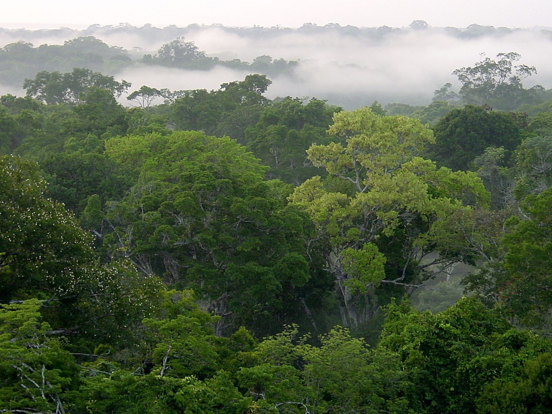 Los suelos de los bosques tropicales emitirán más CO2 a la atmósfera a causa del calentamiento del planeta.