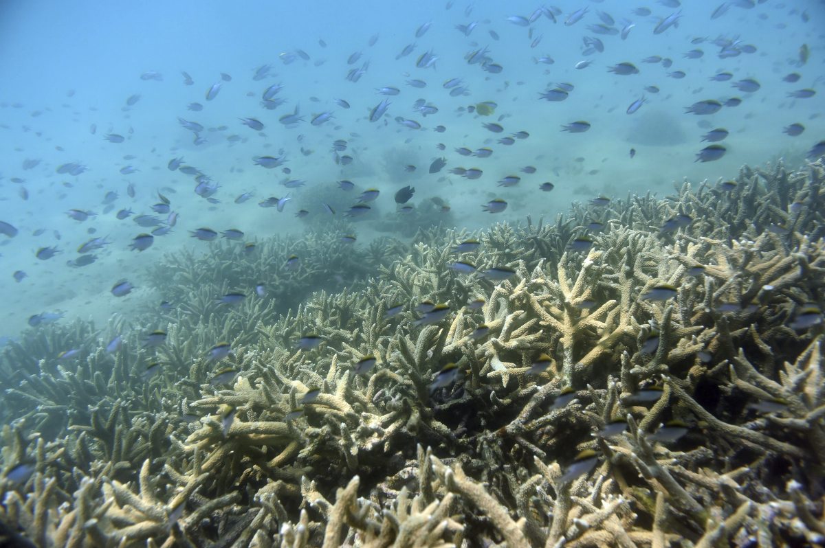 Los científicos pensaron que se adaptaría bien al calentamiento global, pero según un nuevo estudio, estos microbios no toleran el agua a más de 30 grados.