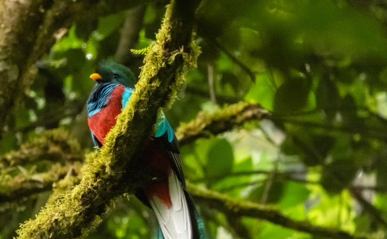 Conap lidera acciones de conservación del quetzal, ave nacional. (Foto: Conap)