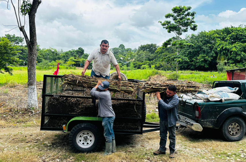 MAGA impulsa ganadería sostenible en Petén con apoyo a más de 130 fincas