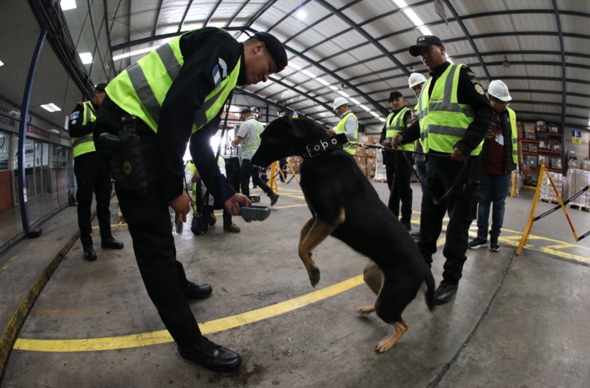 Arriban 15 perros K-9 para reforzar la lucha contra el narcotráfico y el crimen organizado