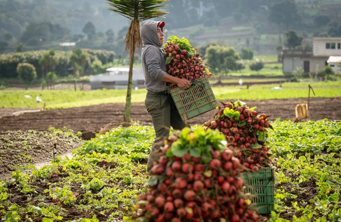 MAGA ha beneficiado a 67 agricultores con créditos Tob’anik