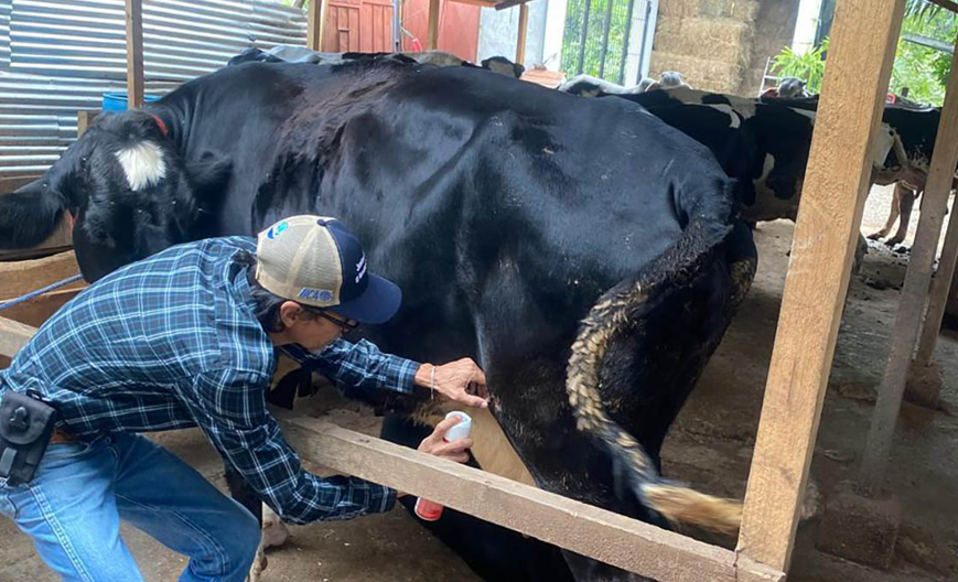 El MAGA realizó la inspección a más de 9 mil animales por gusano barrenador