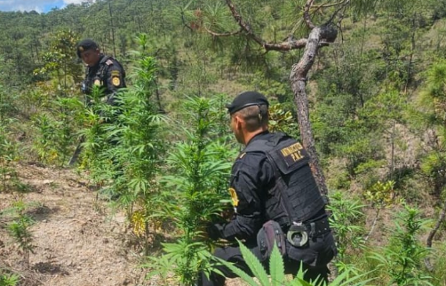 PNC erradica más de 14 mil matas de marihuana en Totonicapán