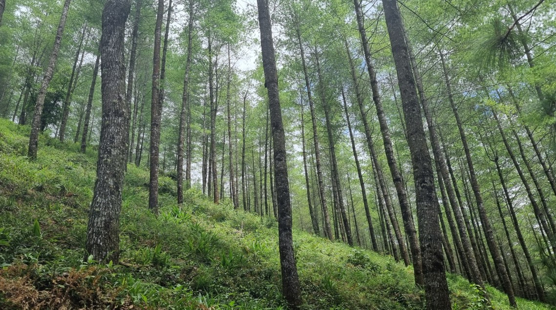 Quiché ha recibido más de 560 millones de quetzales en incentivos forestales