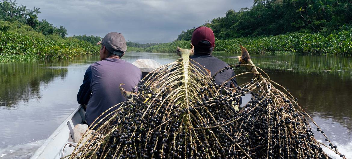Vinculan el bienestar en la salud con la presencia de bosques. / Foto: ONU Noticias.