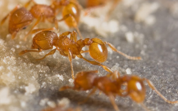El declive de las hormigas en Fiyi muestra signos de un “apocalipsis de insectos”