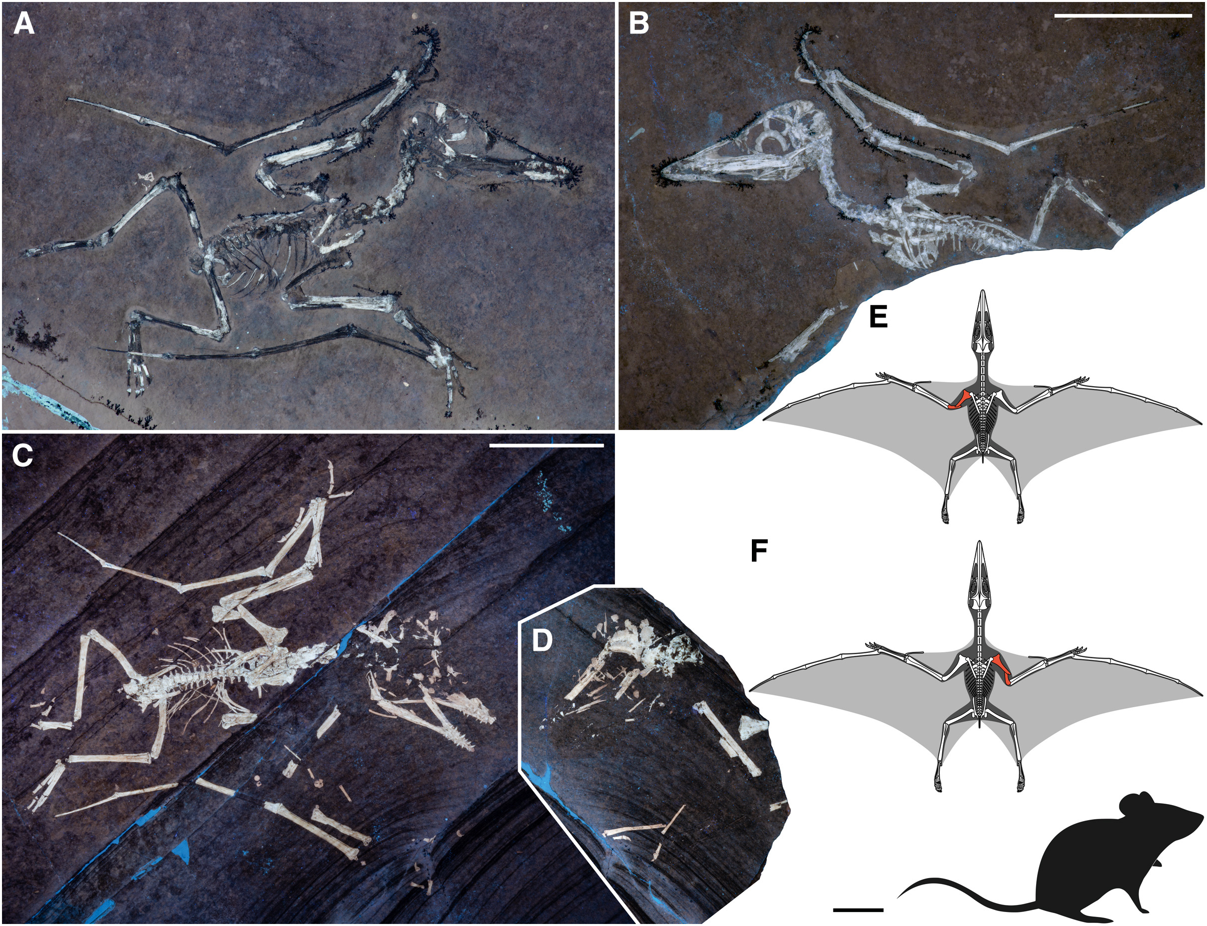 Estudian fósiles de crías de pterosaurios. / Foto: Current Biology, Universidad de Leicester.